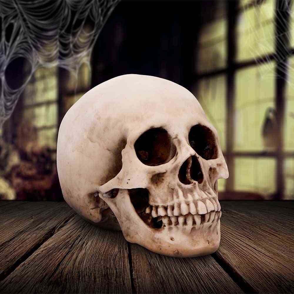 Nemesis Now - Craniology 16cm Figurine - Skull - Cream